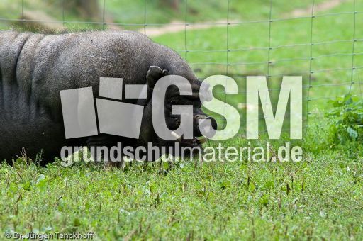 Hängebauchschwein (30 von 37).jpg